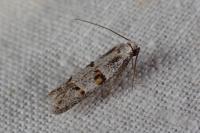 Symmocoides oxybiella
