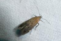 Stomopteryx