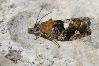 Eudemis profundana