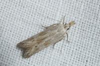 Anarsia bilbainella
