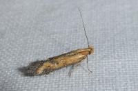 Metzneria artificella
