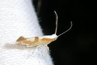 Argyresthia pruniella