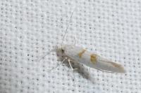 Argyresthia submontana
