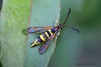 Synanthedon theryi