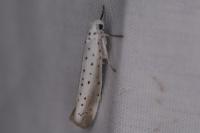 Yponomeuta rorrella