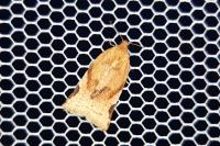 Paramesia gnomana