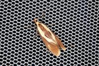 Harpella forficella