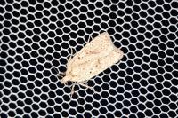 Agonopterix assimilella