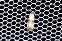 Eupoecilia angustana