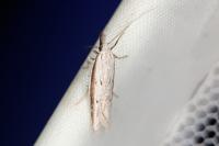 Pleurota bicostella