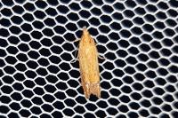 Lathronympha strigana