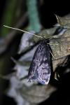 Homaloxestis briantiella