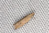 Bactra lancealana