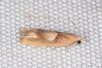 Eucosma conterminana