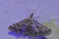 Alucita grammodactyla