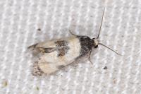 Neocochylis dubitana