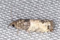 Spilonota ocellana