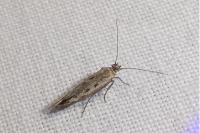 Scythris limbella