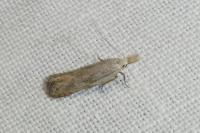 Anarsia bilbainella