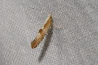Argyresthia pruniella