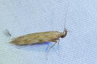 Metzneria neuropterella