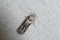 Recurvaria nanella