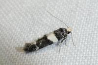 Recurvaria leucatella