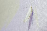 Argyresthia