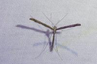 Agdistis adactyla
