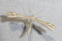 Marasmarcha oxydactyla