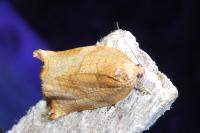 Archips podana