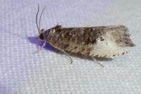 Hedya nubiferana