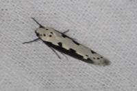 Ethmia bipunctella