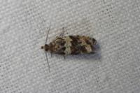 Celypha