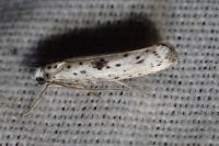 Yponomeuta plumbella