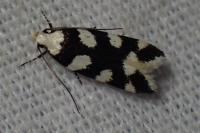 Pseudotelphusa tessella