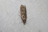 Hofmannophila pseudospretella
