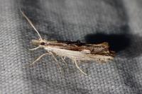 Ypsolopha scabrella