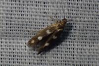 Scythris scopolella