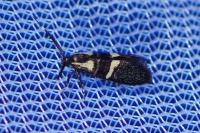 Dasycera oliviella