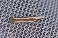 Dichomeris marginella