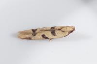 Mesophleps oxycedrella