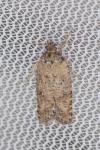 Exaeretia lutosella