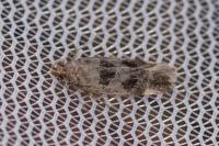 Mirificarma maculatella