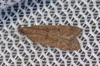 Helcystogramma lutatella