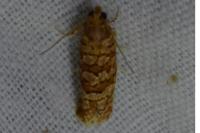 Lozotaeniodes formosana
