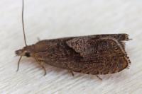 Dichrorampha simpliciana