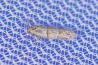 Symmocoides oxybiella