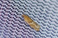 Ancylis comptana