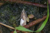 Epinotia solandriana